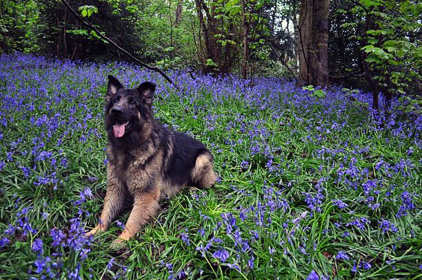 German shepherd in Blue Bells A German Shepherd dog lying in a field of blue bells taken up Wychbury Hill normalisaverage stock pictures, royalty-free photos & images