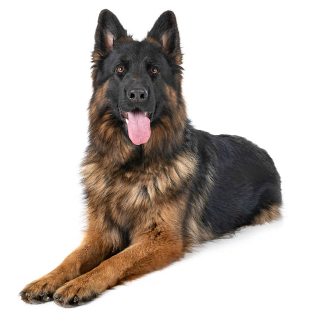Best Long Haired German Shepherd Puppies Stock Photos, Pictures