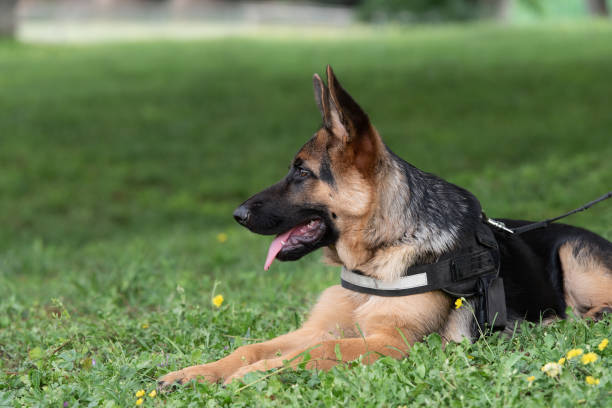 German Shepherd Young female Dog German Shepherd on the lawn guard dog stock pictures, royalty-free photos & images