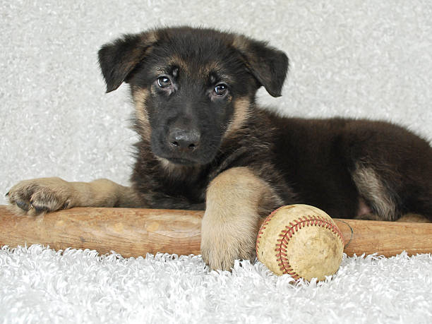 German Shepherd Puppy stock photo