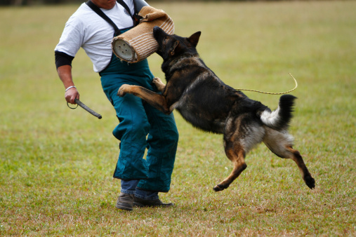 The Ins and Outs of Schutzhund Training