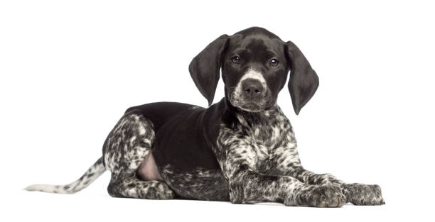 Best German Shorthaired Pointer Black Stock Photos Pictures