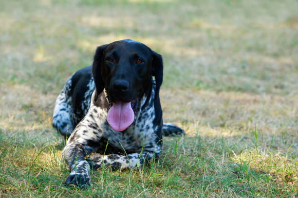 Best German Shorthaired Pointer Black Stock Photos Pictures