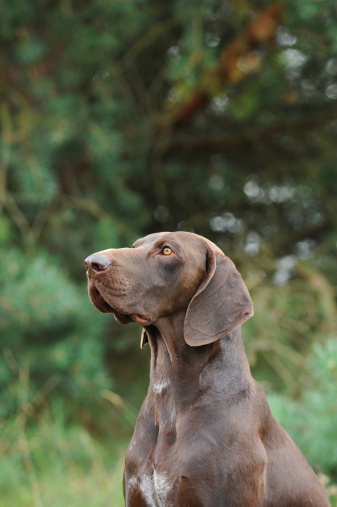 German Shorthaired Pointer Stock Photo Download Image Now Istock