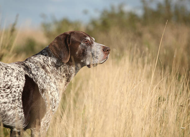 German Shorthaired Pointer Stock Photo Download Image Now Istock