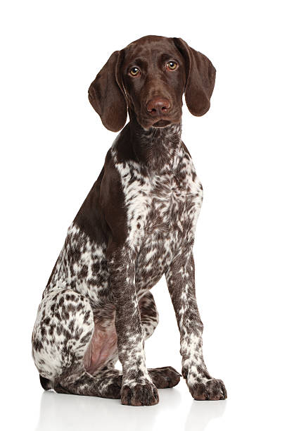 German Shorthaired Pointer Stock Photos Pictures Royalty Free