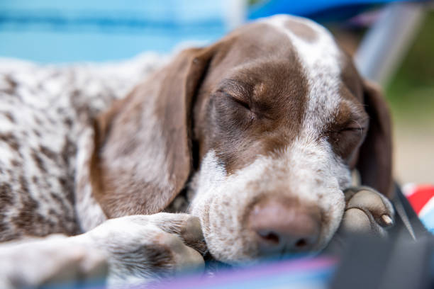 German Shorthaired Pointer Puppy Relaxing on Chair During Camping in Summer stock photo