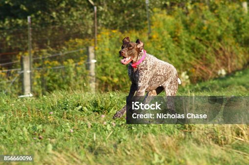 816408066istockphoto German Short Haired Pointer 816408066
