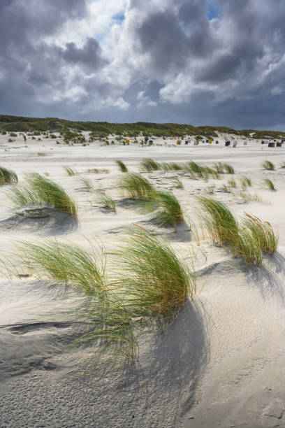 germany, north sea, beach oats (ammophila) in the wind. - sturm imagens e fotografias de stock