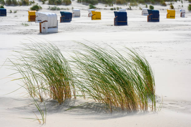 germany, north sea island juist, beach oats (ammophila). - sturm imagens e fotografias de stock