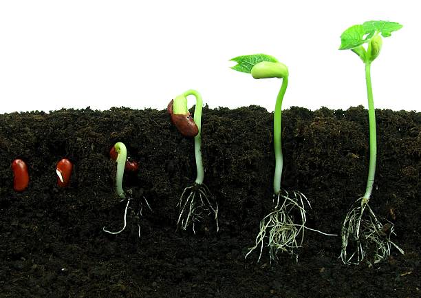 Germinating bean seeds Sequence of bean seeds germination in soil seed stock pictures, royalty-free photos & images