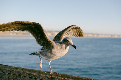 Getting ready for take off in Oceanside, California, United States