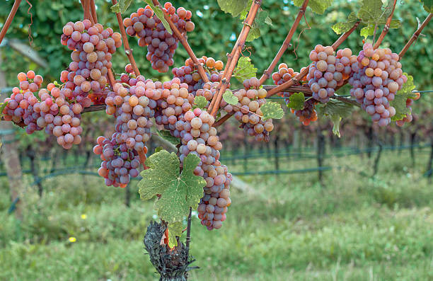 Gewuerztraminer Grape,South Tyrol,Italy  gewurztraminer stock pictures, royalty-free photos & images
