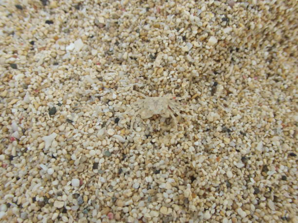 granchio fantasma, granchio di sabbia, granchio bianco o stimpsoni ocypode a tomori beach, amami oshima, kagoshima, giappone - tomori foto e immagini stock