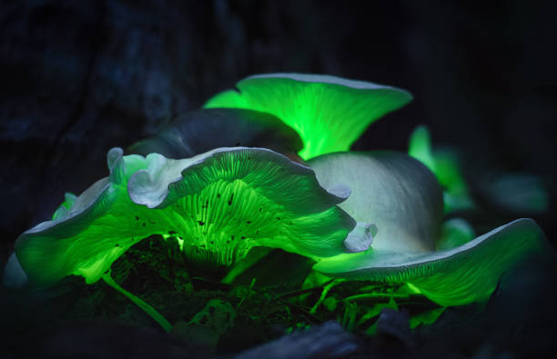 Ghost Mushrooms (Omphalotus nidiformis) bioluminescent fungus at Thirlmere lakes, National park. bioluminescence stock pictures, royalty-free photos & images