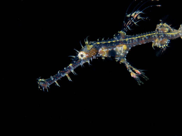 ghost pipefish on black background stock photo