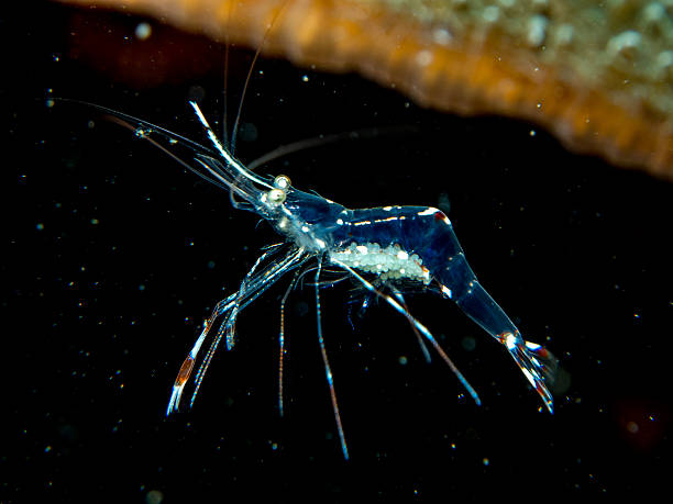 Ghost shrimp with eggs stock photo