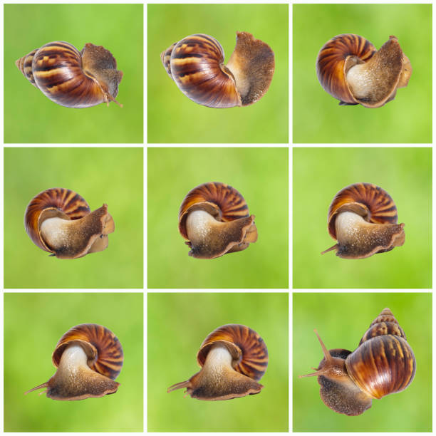 riesigen afrikanischen schnecke (lissachatina fulica) in neun aktion - molluscum contagiosum virus stock-fotos und bilder