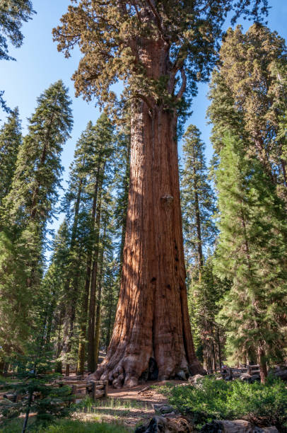 Giant and centuries-old sequoias in the forest of Sequoia National Park, California, USA stock photo