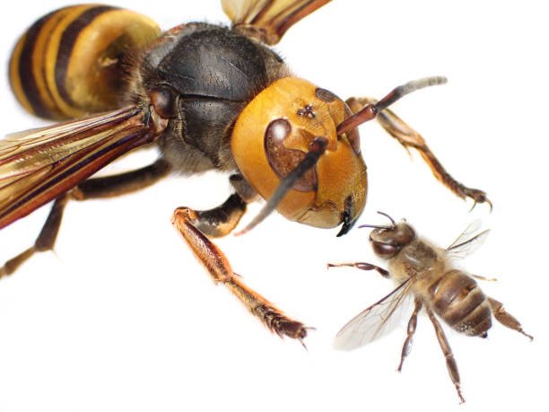 Giant Asian Hornet vs Bee | Murder Hornet The Giant Asian Hornet (Vespa mandarinia) also know as Murder Hornet compared to a Bee (Apis cerana japonica). Vespa gigante asiática comparada à uma abelha. murder hornet stock pictures, royalty-free photos & images