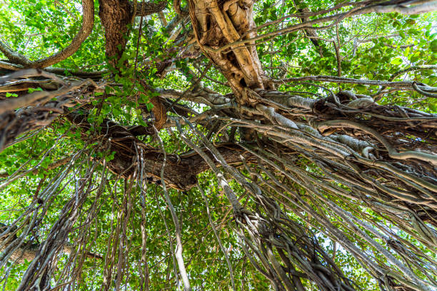 Giant banyan tree in Galle, Sri Lanka stock photo