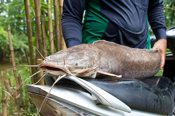 giant catfish lehnen sie sich auf dem platz - motorrad fluss stock-fotos und bilder