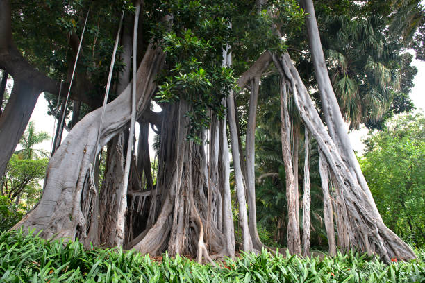 Giant Ficus Tree , ficus benjamina in the botanical garden stock photo