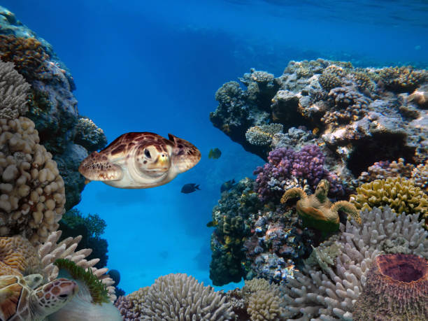 Giant Green Turtle swimming over the corals stock photo