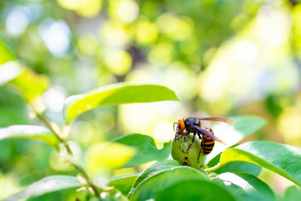 giant hornet is gnaw the fruit of quince  murder hornet stock pictures, royalty-free photos & images