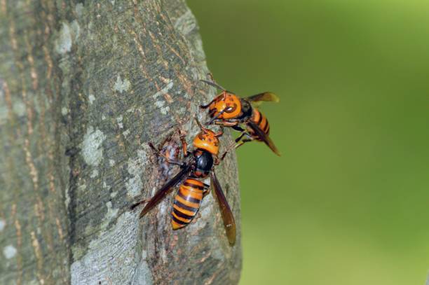 Giant Hornet  murder hornet stock pictures, royalty-free photos & images