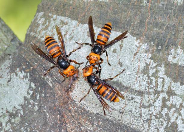 Giant Hornet  murder hornet stock pictures, royalty-free photos & images