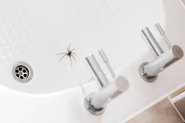 Giant House Spider In A Bathroom A Giant House Spider Near A Plughole arachnophobia stock pictures, royalty-free photos & images