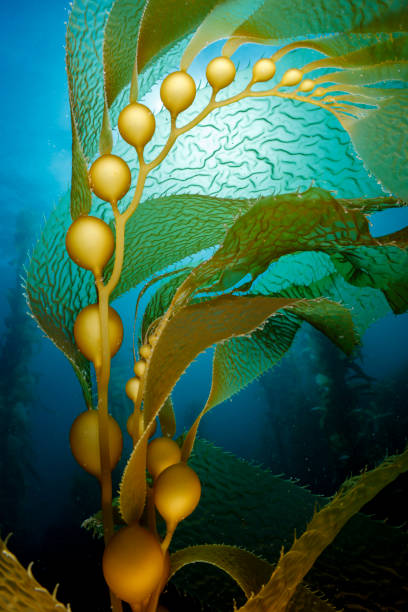 Giant Kelp Close up of Giant kelp bladders. This algae can grow to more than 45 metres (150 feet) long at a rate of as much as 60 cm (2 ft) per day. algae photos stock pictures, royalty-free photos & images