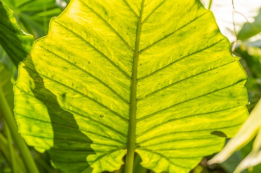 Close up of giant leaf.