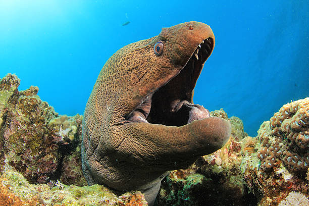 Giant Moray Eel Stock Photos, Pictures & Royalty-Free Images - iStock