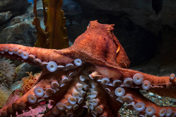 Giant Pacific Octopus stock photo