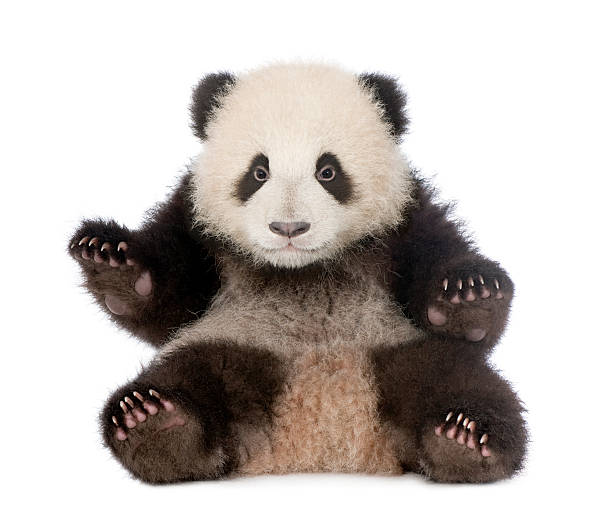 giant panda (6 monate) – ailuropoda melanoleuca - panda stock-fotos und bilder