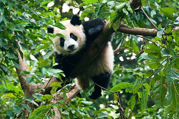 giant panda bear in tree - panda stock-fotos und bilder