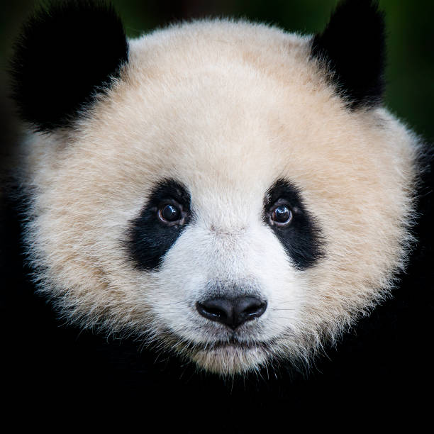 giant panda bear (ailuropoda melanoleuca)  - panda stock-fotos und bilder