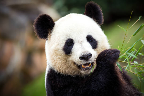 riesen-panda - panda stock-fotos und bilder