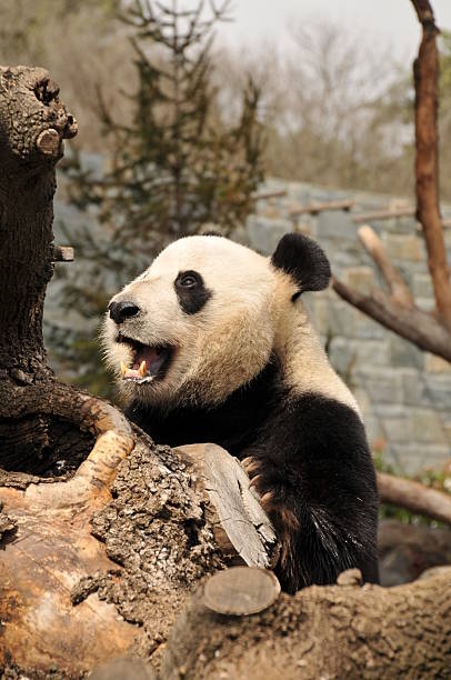 Giant panda with open mouth stock photo