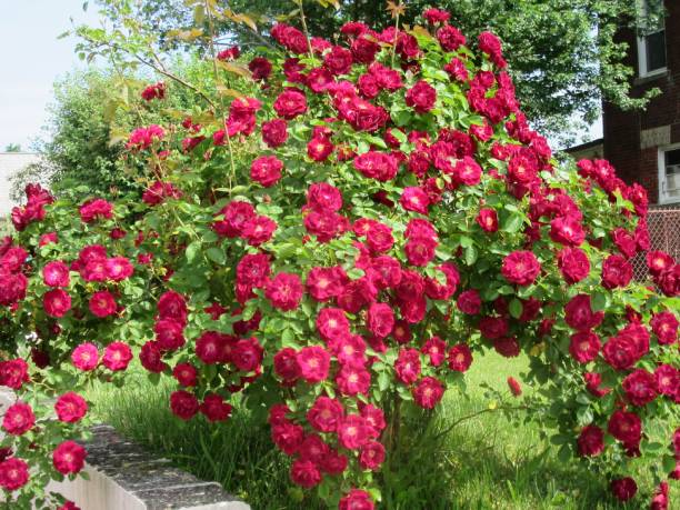 Giant red rosebush with multiple blooms. stock photo