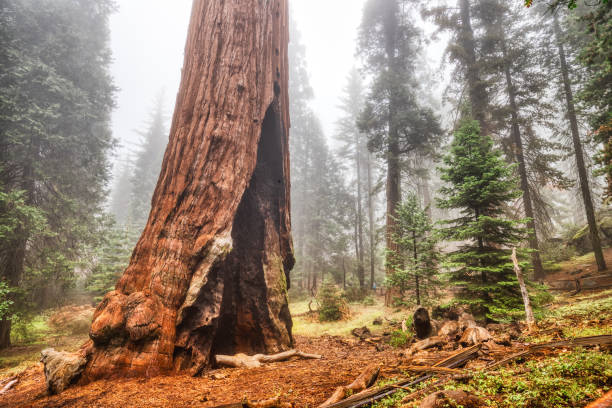 Giant Redwood Tree in the Kings Canyon National Park, California, USA stock photo