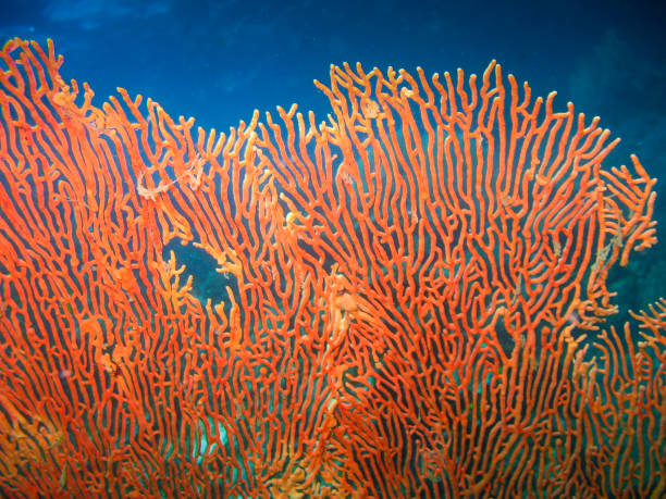 Giant Sea Fan in a Clear Blue Sea Gorgonian Fan Coral  (Annella Mollis) Underwater nearby Koh Lipe, Thailand deep sea diving stock pictures, royalty-free photos & images