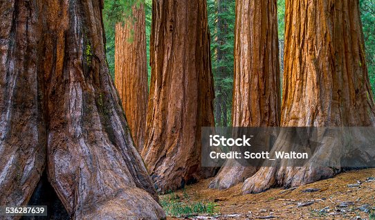 istock Giant Sequoia, Mariposa Grove Trees 536287639