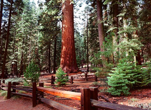 Bachelor and Three Graces group in the Mariposa Grove, Yosemite National Park, California