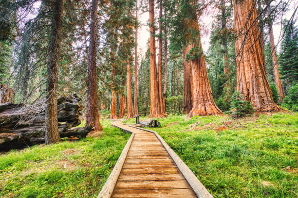 Giant Sequoias in the Sequoia National Park, California, USA stock photo