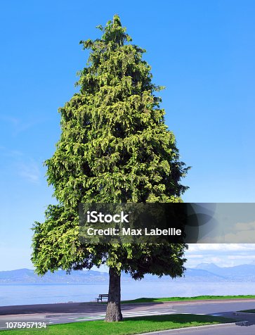 istock Giant Thuja isolated in a park. 1075957134