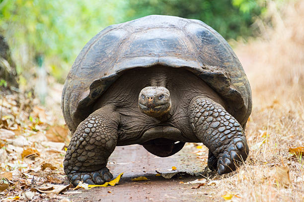 Giant tortoise in El Chato Tortoise Reserve, Galapagos islands (Ecuador) stock photo