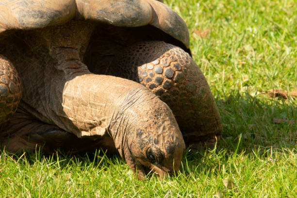 giant tortoise stock photo